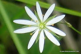 Image result for Stellaria sennii
