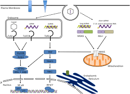 For faster navigation, this iframe is preloading the wikiwand page for rhinovirus. Genetic Determinants Of Host Immunity Against Human Rhinovirus Infections Springerlink
