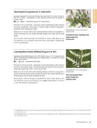 Image result for Sinopteridaceae