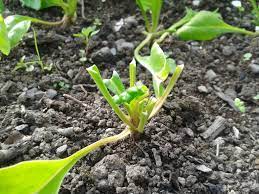 Shoot damage occurs on new growth and has distinctive angled cuts. Damage To Plants Burnsville Mn Official Website
