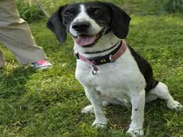 Black And Tan Treeing Walker Coonhound Beagle Mix Animal Shelter Adopt A Pet Dogs Cats Puppies Kittens Humane Society Spca Lost Found Animals Animal Shelter Dogs