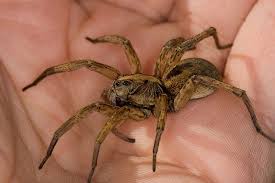 They still breathe air, but they typically hold their breath anywhere between 4 and 7 hours! Wolf Spider Phylum Arthropoda Class Arachnida Order Araneae Family Lycosidae Size Body Length Up To About 1 Li Wolf Spider Spider Bites Spider