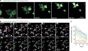 Maybe you would like to learn more about one of these? Peroxisomes Form Intralumenal Vesicles With Roles In Fatty Acid Catabolism And Protein Compartmentalization In Arabidopsis Nature Communications