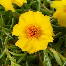 Image result for Portulaca