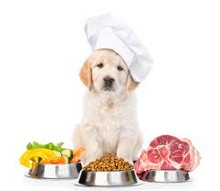Your puppy is less than 3 months old strictly keep him on royal canin starter. Can Labradors Eat A Raw Meat Diet Labrador Central