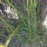 Image result for Pseudopodospermum hispanicum