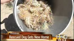 A cactus bush and scarlet apple. How To Remove Cactus Needles From A Dog