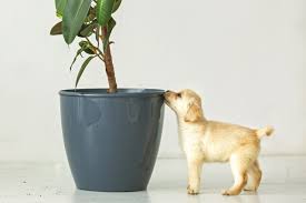 Check spelling or type a new query. 16 Poisonous Plants For Dogs Plants Toxic To Dogs