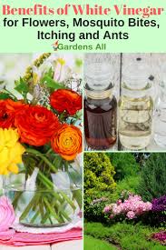 See full list on gardeningknowhow.com Benefits Of White Vinegar For Flowers Ants Mosquito Bites And Weeds Gardensall