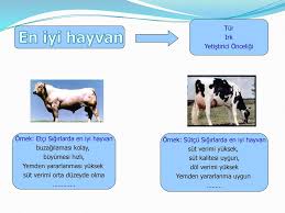 Hayvan Islahi Ppt Indir