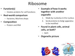 What is the function of ribosomes in animal cells. Cell Organelles