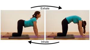 Find relief with yoga using a cat to cow pelvic tilt. Chakravakasana Yoga S Un Cat Cow Pose Yogauonline