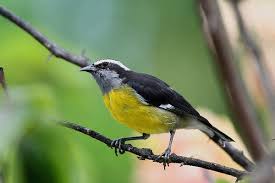 Image result for Afroqueta