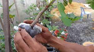 Buahnya yang lezat dan bergizi sering menjadi favorit bagi banyak orang. Cara Membuat Tut Air Layer Pokok Tin Youtube