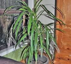 Image result for Cordyline stricta