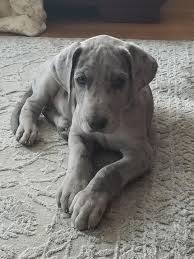 Choosing dog breeds based on your lifestyle is the most important factor when adopting a puppy. Reddit Meet Maisy Our 8 Week Old Silver Merle Great Dane Greatdanes