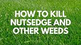 When soil ph is too low (typically below 6.2 for most lawns), plants are unable to absorb nutrients efficiently. How To Make Your Grass Greener Pennington Fast Acting Lime Youtube