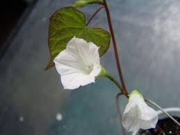 Image result for Ipomoea magnusiana