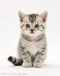 How To Make A Birthday Cake For Your Cat This Way Come American Shorthair Kitten Cute Cats And Kittens American Shorthair Cat