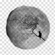 Silhouette tree silhouette of vector. Silhouette Of Cat On Tree Painting Transparent Background Png Clipart Hiclipart