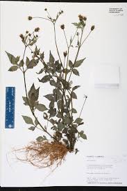 Image result for Bidens pilosa