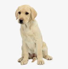Labrador puppies grow up fast, but when you are having trouble time can really slow down. Labrador Retriever Png Free Download Labrador Retriever Transparent Png 640x800 Free Download On Nicepng