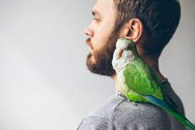 Bird Heart Health Bechewy