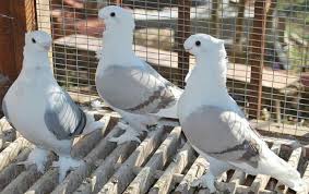 Maria Antonia Adli Kullanicinin Pigeons Life Panosundaki Pin