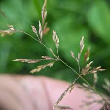 Image result for Agrostis continuata