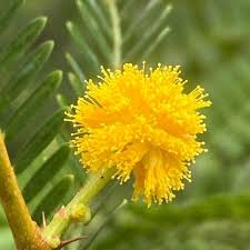 Image result for Acacia karroo