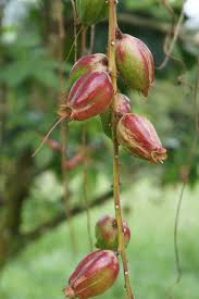 Maybe you would like to learn more about one of these? Fail Fruits Of Putat Barringtonia Racemosa Jpg Wikipedia Bahasa Melayu Ensiklopedia Bebas