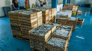 Girona Excel Lent Anchois