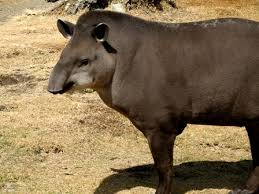 Image result for tapir