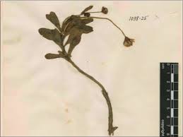 Image result for Solanecio sp.no.1