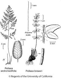 Image result for Pellaea