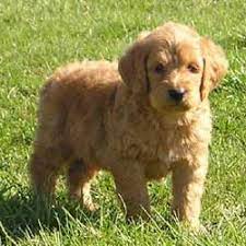 Goldendoodle Puppies For Sale From Reputable Dog Breeders