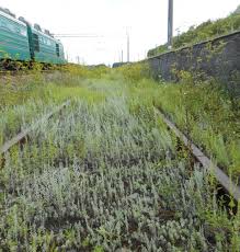 Image result for Dewildemania filifolia