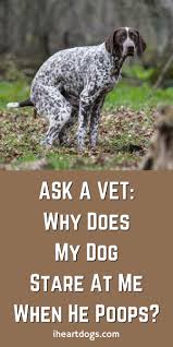 We All Know That Dogs Do This But There Is A Very Interesting Reason Why Dogs Dog Care Dog Facts
