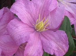 Comtesse de bouchaud 'ist eine reich blühende clematis mit zart rosa blüten. Baumschule Eggert Blutenstraucher Baumschulen Heckenpflanzen Clematis Comtesse De Bouchaud Clematis Comtesse De Bouchaud Gibt Es Hier Gunstig In Unserem Online Shop