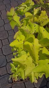 Bindweed leaves rarely exceed 2 inches. What S Eating My Sweet Potato Vine Gardendaze