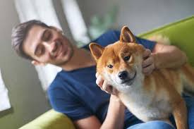 If you're considering shiba inu puppies for adoption, take note they're fearless, keen, and dashingly confident. Adopting A Shiba Inu Things You Need To Know Before Bringing Home This Exotic Breed