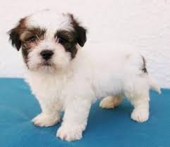 We have a list which contains most of the information about the breeders, if they have a website then they have also being. Teddy Bear Puppies For Sale Florida