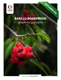 Image result for Symphonia globulifera