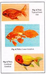 The idea of playing tic tac toe with them is too cute. List Of 34 Commonly Used Fishes For Aquarium