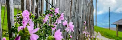 Mal abgesehen von der kostbaren zeit für das entfernen und entsorgen, neu bestellen und wieder montieren, kostet das gan… Sichtschutz Fur Den Garten Das Sind Die Besten Optionen Garten Diybook De