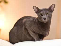 8 Asian Cat Breeds Popular Cats From Asia With Photos