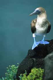 Bird With Blue Feet And Beak Pin On Blue Feet Boobies