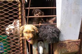 Colorado federation of animal welfare agencies (cfawa). Multimillion Dollar Puppy Mill Rescue Fined 15 000 Peta