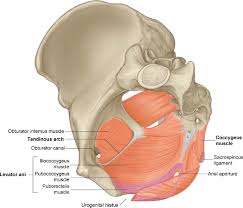 Смотреть видео про massage japan. Chronic Pelvic Pain Pelvic Floor Problems Sacro Iliac Dysfunction And The Trigger Point Connection Journal Of Bodywork And Movement Therapies