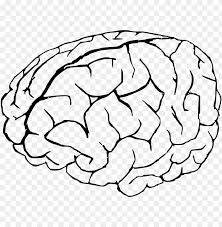 Find more brain coloring page. The Human Brain Coloring Book Brain Coloring Page Png Image With Transparent Background Toppng